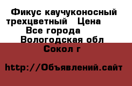 Фикус каучуконосный трехцветный › Цена ­ 500 - Все города  »    . Вологодская обл.,Сокол г.